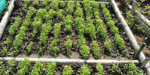 Producción de cilantro tesis 2022 (8)